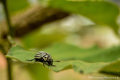 Leptinotarsa undecimlineata