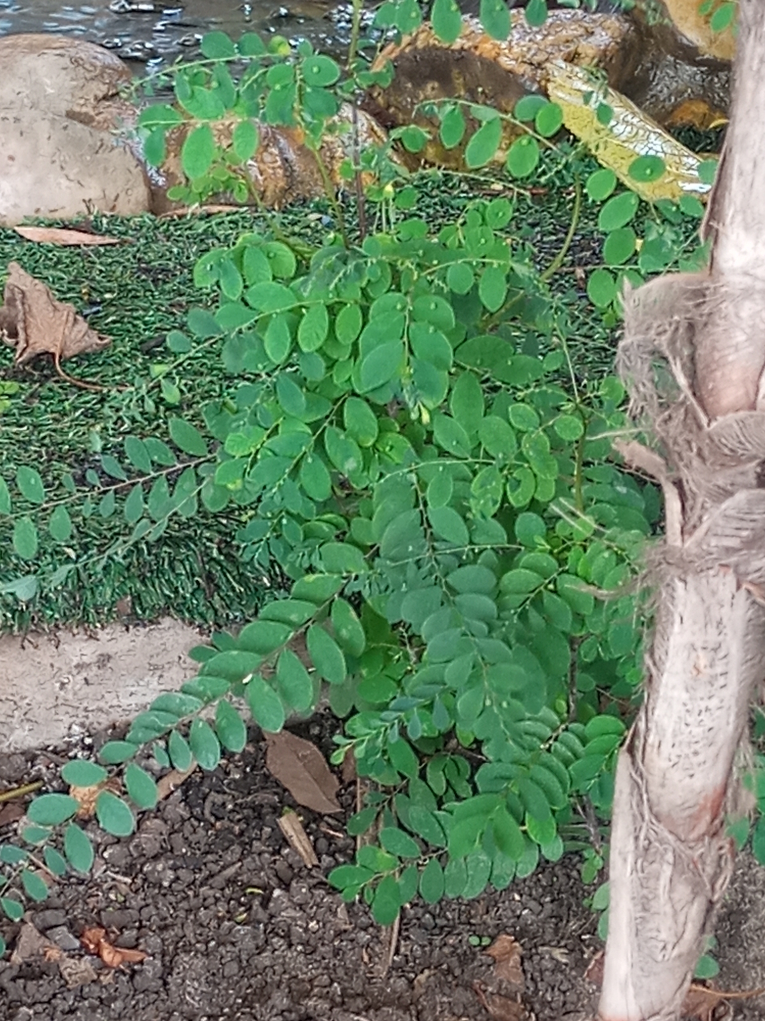 Phyllanthus tenellus