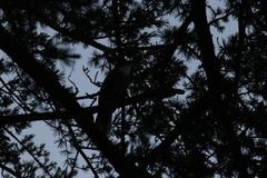 Pterorhinus albogularis