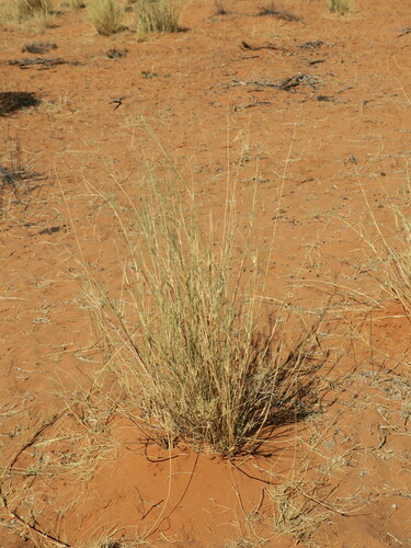 Image of Stipagrostis amabilis by no rights reserved
