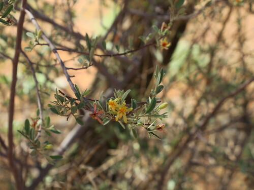 Image of Grewia flava by no rights reserved