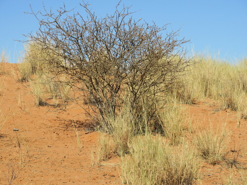 Image of Stipagrostis amabilis by no rights reserved
