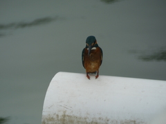 Alcedo atthis