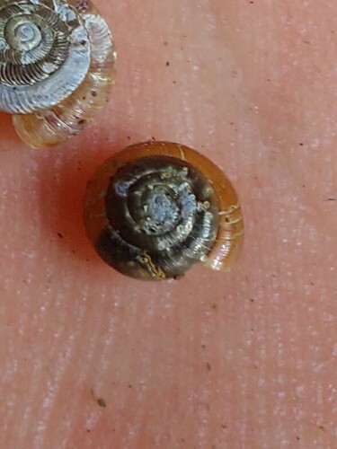 Hollowed Gloss Snail, Noord-Brabant, NL, photo 7 of 10