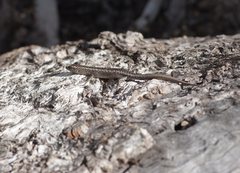 Cryptoblepharus pannosus