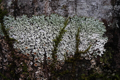 Menegazzia
