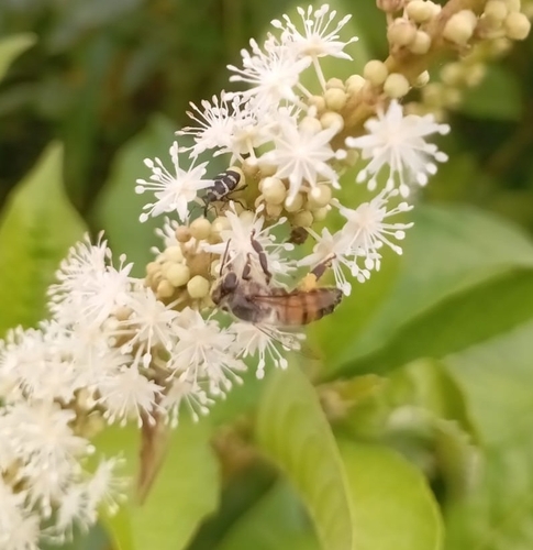 Western Honey Bee