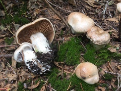 Cortinarius alboglobosus