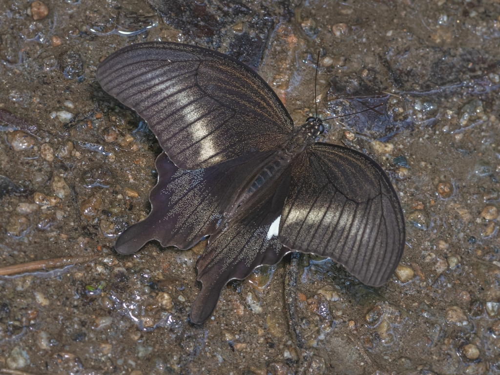 Papilio fuscus (Papilio fuscus)