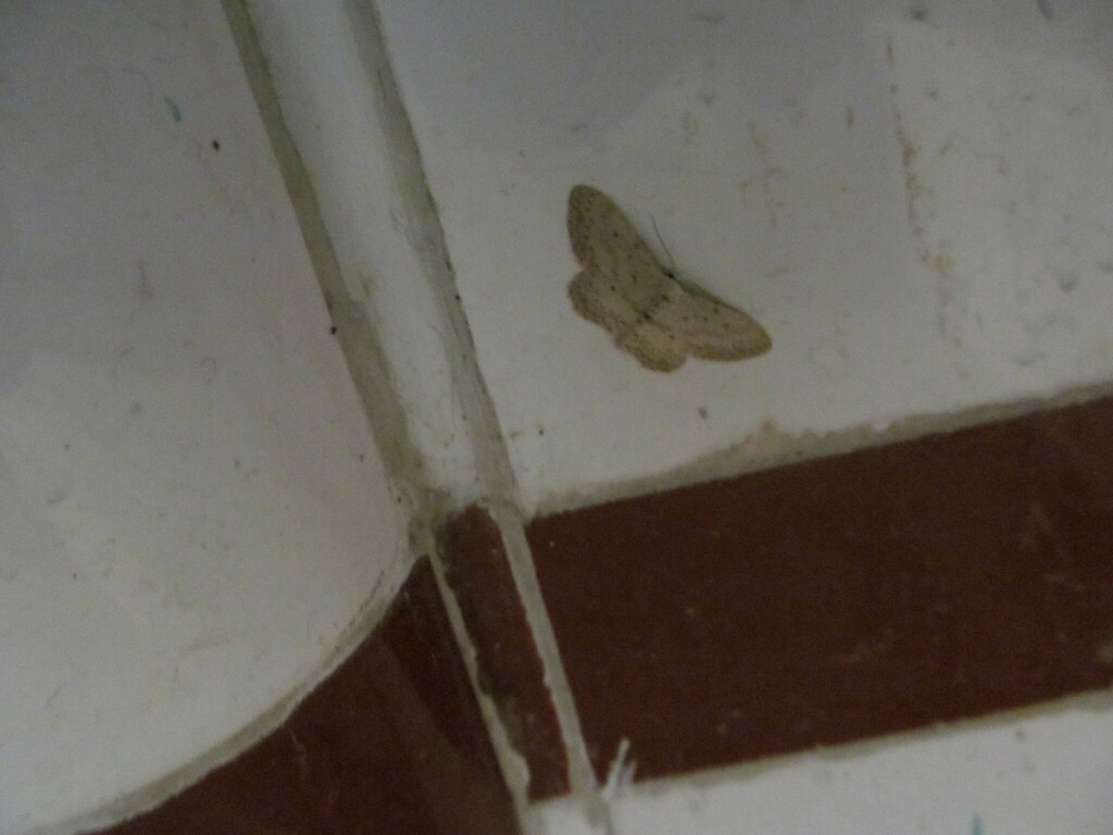 Idaea minuscularia
