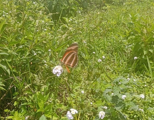 Banded Orange Heliconian