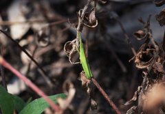 Atractomorpha australis