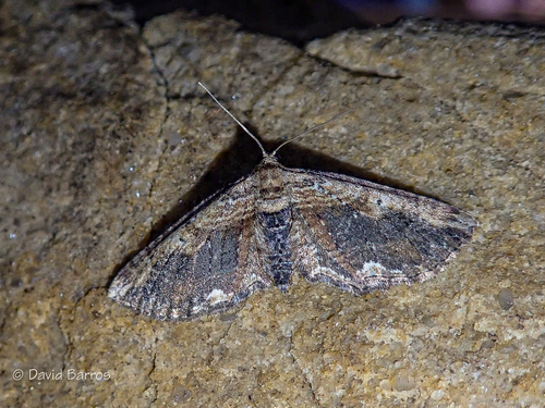 Horisme scorteata