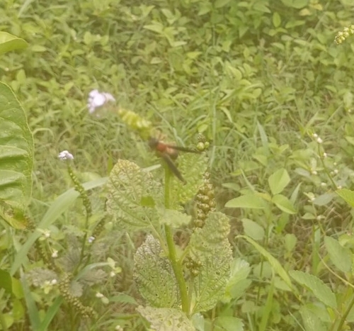 Polybia sericea