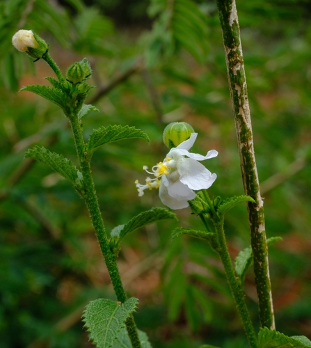 Tiny White Wild Hibiscus