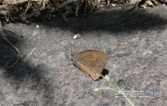 Pindis squamistriga