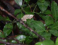 Blasticorhinus