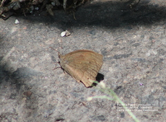 Pindis squamistriga
