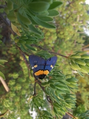 Egybolis vaillantina