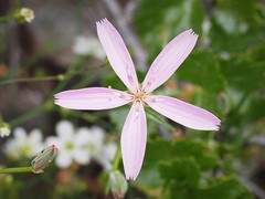 Stephanomeria tenuifolia