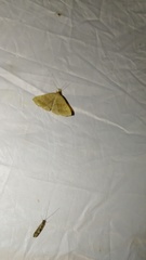 Zanclognatha lunalis