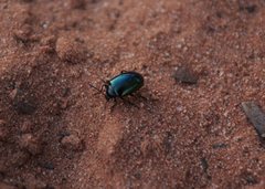 Chalcopteroides cyanopterus