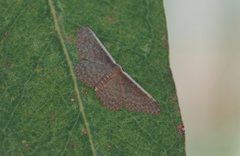 Idaea costaria