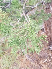 Juniperus grandis