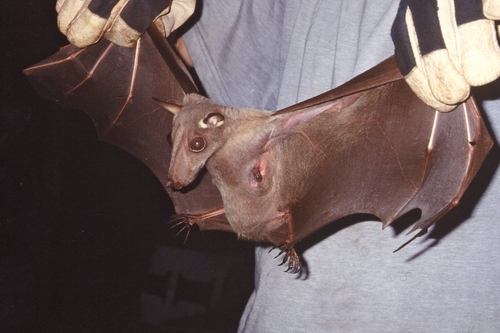 Hammer-headed Fruit Bat