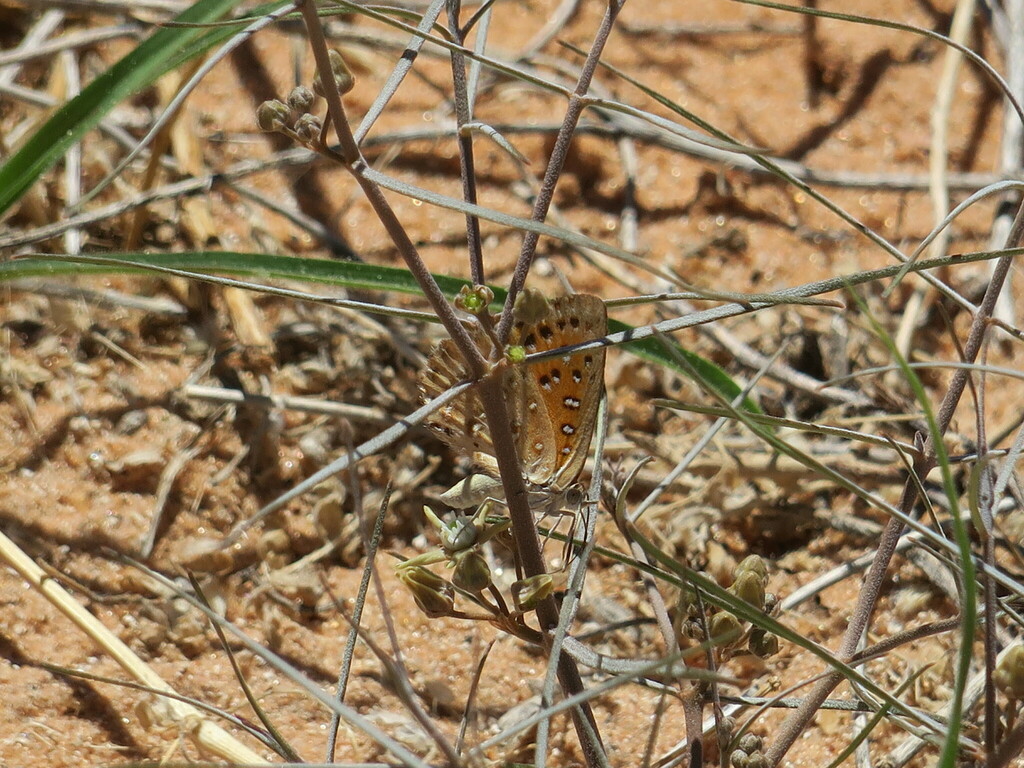 Aloeides namibiensis