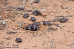 Geoscapheus dilatatus