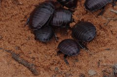 Geoscapheus dilatatus