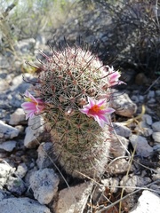 Mammillaria sheldonii