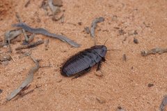 Geoscapheus dilatatus