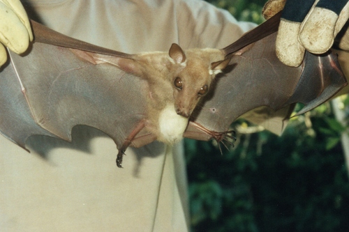 Franquet's Epauletted Fruit Bat