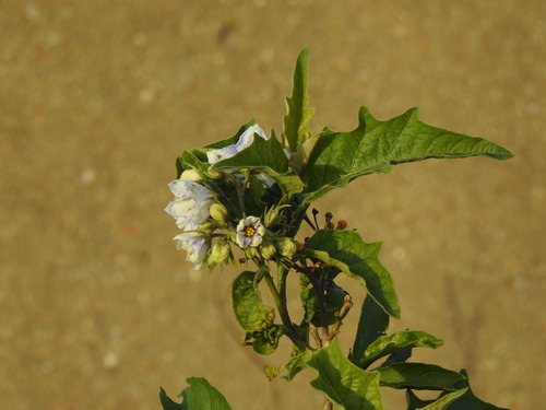 Image of Rio De La Plata Nightshade (Solanum bonariense) by (c) Duarte Frade, some rights reserved (CC BY)