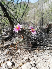 Mammillaria sheldonii