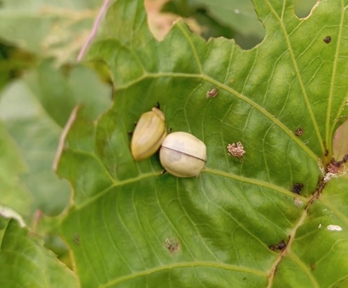 Zatrephina lineata
