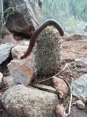 Mammillaria sheldonii
