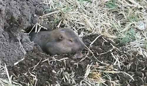 California Pocket Gopher