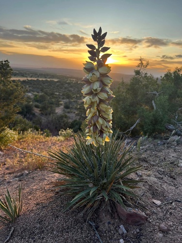 Yucca harrimaniae Trel.