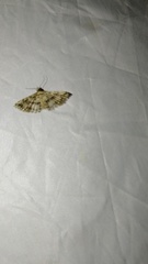 Pterotopteryx dodecadactyla