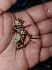 Tropidacris cristata