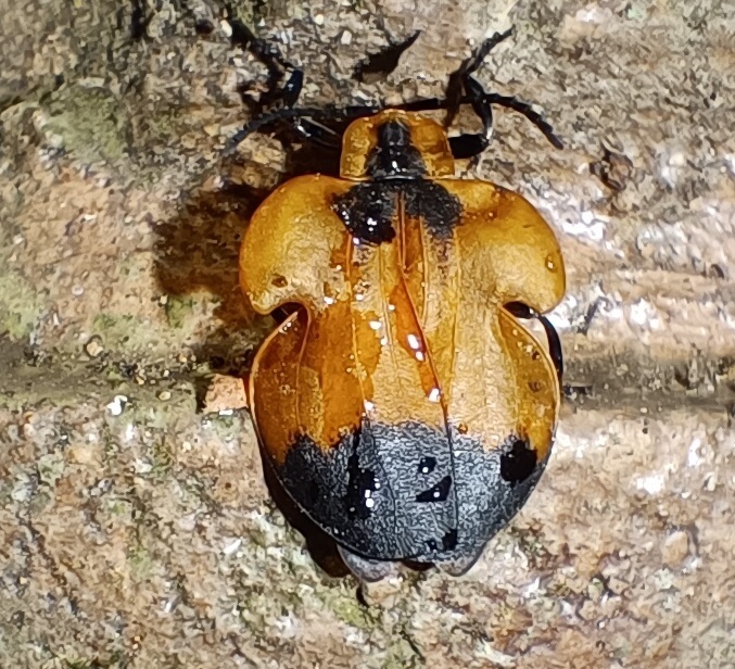 Lycus humerosus