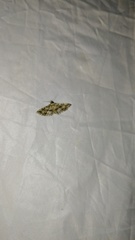 Pterotopteryx dodecadactyla