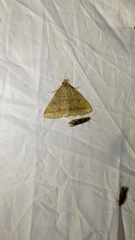 Zanclognatha lunalis