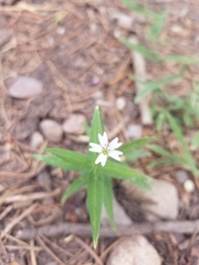 Pseudostellaria jamesiana