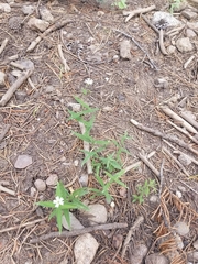 Pseudostellaria jamesiana