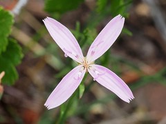 Stephanomeria tenuifolia