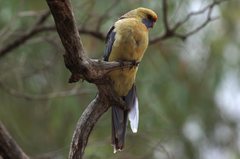 Platycercus elegans flaveolus